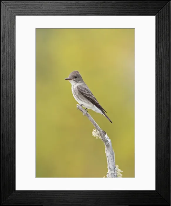 Framed Print : Olive-sided Flycatcher. Maine in June. USA Framed Print : Olive-sided Flycatcher. Maine in June. USA