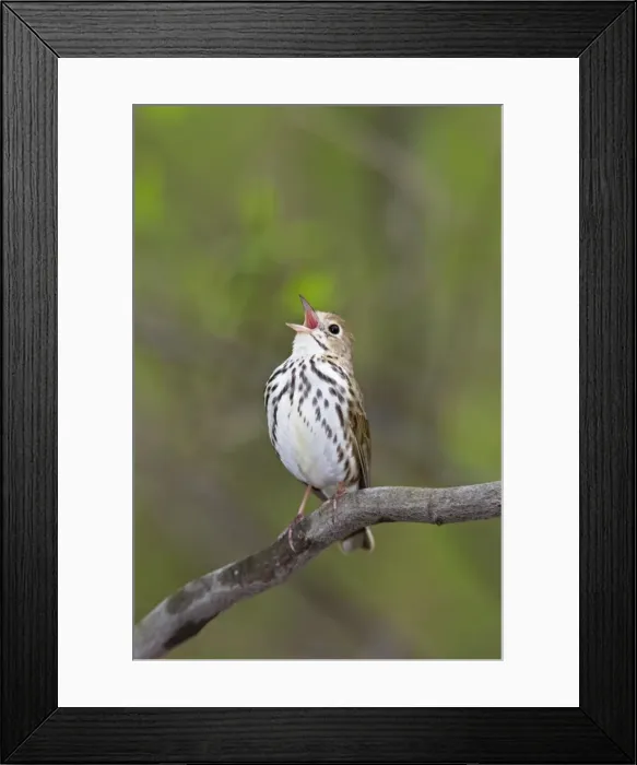 Framed Print : Ovenbird - singing - May - CT - USA Framed Print : Ovenbird - singing - May - CT - USA