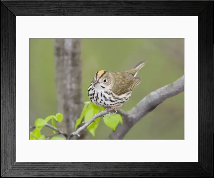 Framed Print : Ovenbird - May - CT - USA Framed Print : Ovenbird - May - CT - USA