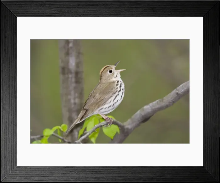Framed Print : Ovenbird - singing - May - CT - USA Framed Print : Ovenbird - singing - May - CT - USA