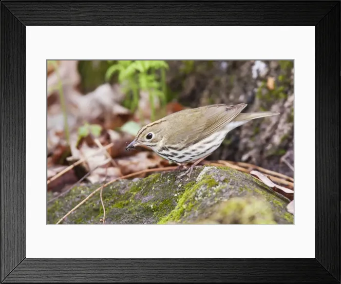 Framed Print : Ovenbird - with food in beak - May - CT - USA Framed Print : Ovenbird - with food in beak - May - CT - USA