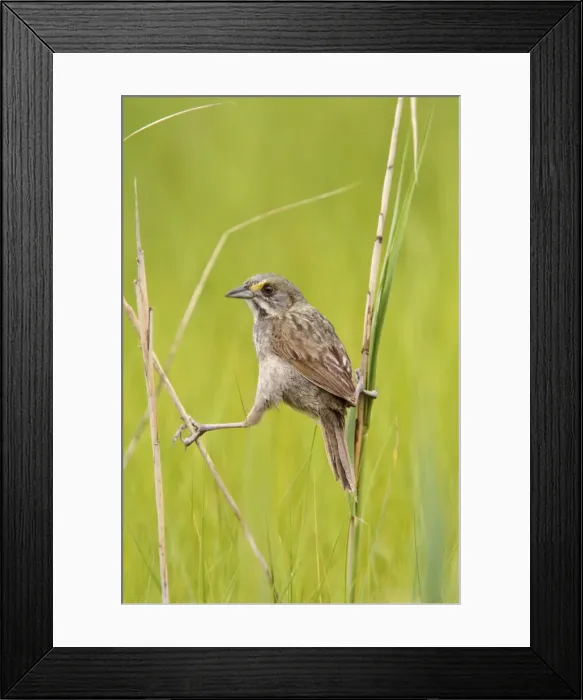 Framed Print : Seaside Sparrow - June - Connecticut - USA Framed Print : Seaside Sparrow - June - Connecticut - USA