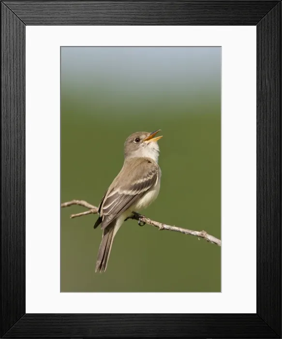 Framed Print : Willow Flycatcher - singing - June - CT - USA Framed Print : Willow Flycatcher - singing - June - CT - USA