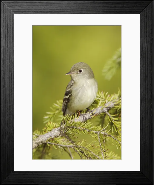 Framed Print : Yellow-bellied Flycatcher - June - Maine - USA Framed Print : Yellow-bellied Flycatcher - June - Maine - USA