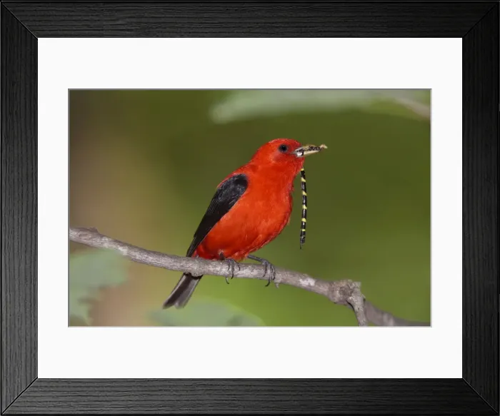 Framed Print : Scarlet Tanager - male with prey in beak (Tiger Spiketail Dragonfly) - June - CT - USA Framed Print : Scarlet Tanager - male with prey in beak (Tiger Spiketail Dragonfly) - June - CT - USA