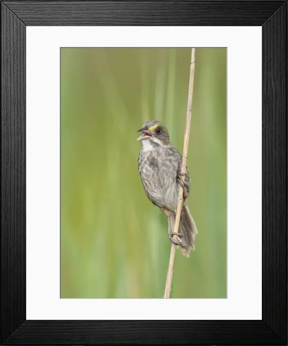 Framed Print : Seaside Sparrow - singing - June - Connecticut - USA Framed Print : Seaside Sparrow - singing - June - Connecticut - USA