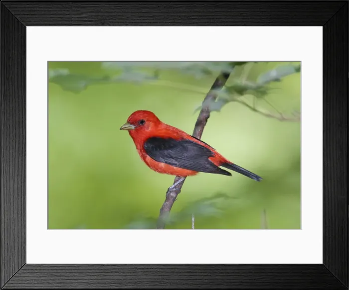 Framed Print : Scarlet Tanager - male - June - CT - USA Framed Print : Scarlet Tanager - male - June - CT - USA