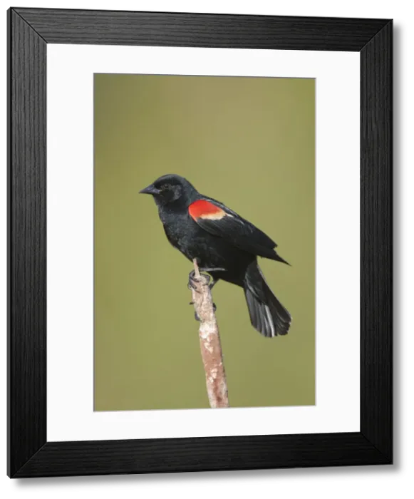 Framed Print : Red-winged Blackbird - male on territory in Spring. CT in May. USA Framed Print : Red-winged Blackbird - male on territory in Spring. CT in May. USA
