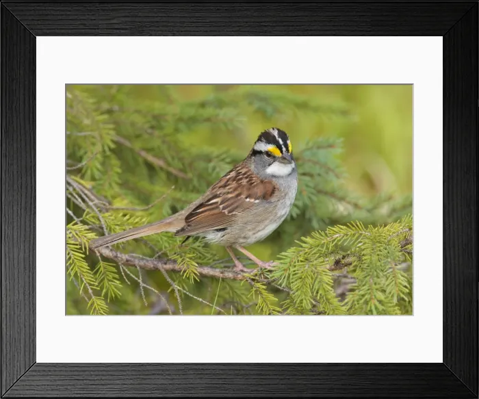 Framed Print : White-throated Sparrow - June - Maine - USA Framed Print : White-throated Sparrow - June - Maine - USA