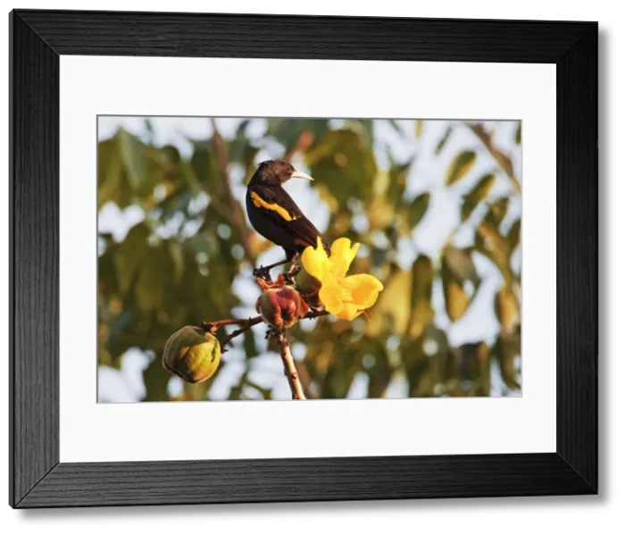 Framed Print : Yellow-winged Cacique. Nayarit Mexico in March Framed Print : Yellow-winged Cacique. Nayarit Mexico in March
