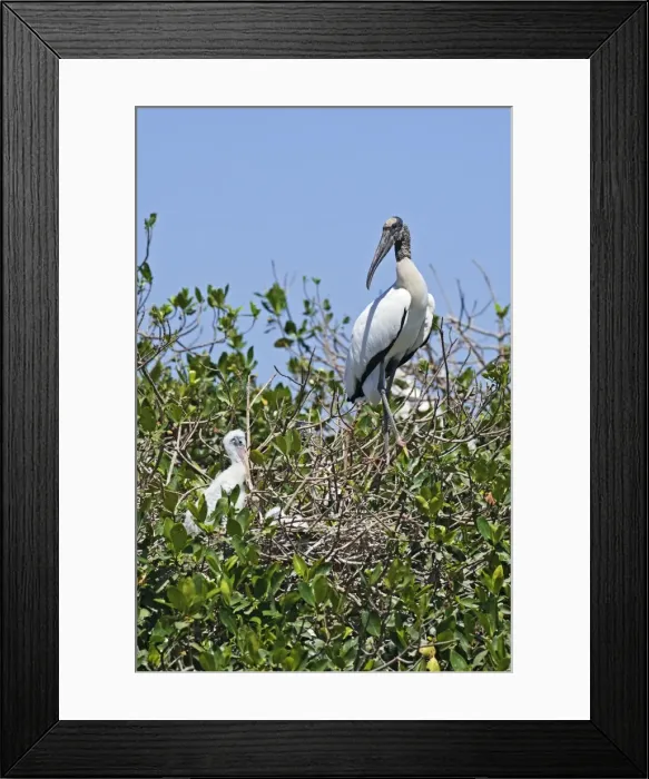 Framed Print : Wood Stork flight. Nayarit Mexico in March