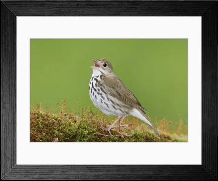 Framed Print : Ovenbird - singing on territory - Spring - CT - USA Framed Print : Ovenbird - singing on territory - Spring - CT - USA
