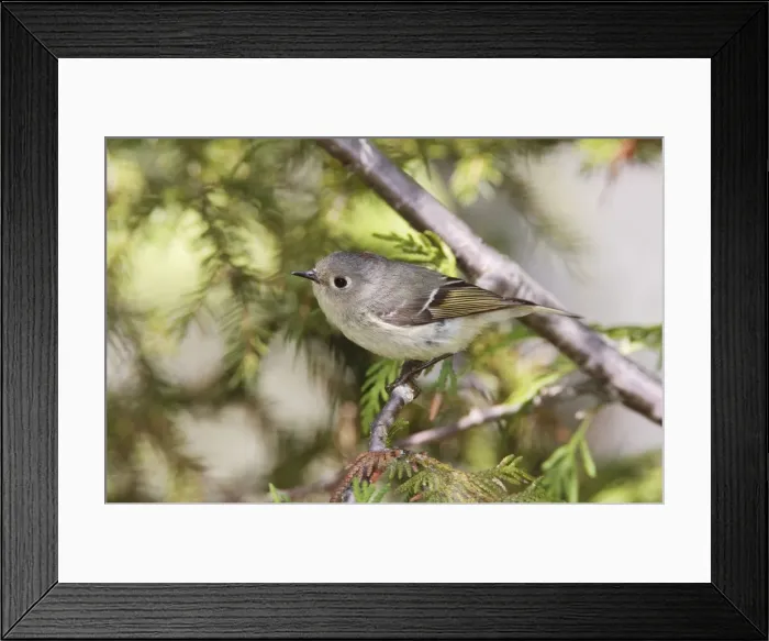 Framed Print : Ruby-crowned Kinglet - Maine in June. USA Framed Print : Ruby-crowned Kinglet - Maine in June. USA