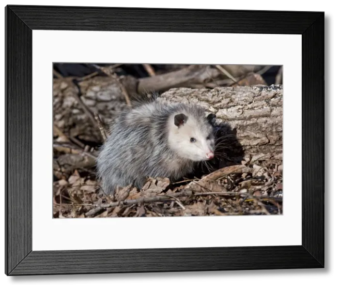 Framed Print : Opposum - CT in March. USA Framed Print : Opposum - CT in March. USA
