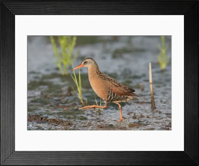 Framed Print : Virginia Rail - June - Connecticut - USA Framed Print : Virginia Rail - June - Connecticut - USA