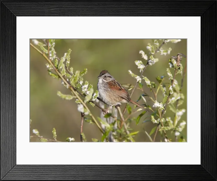 Framed Print : Swamp Sparrow - spring - CT - USA Framed Print : Swamp Sparrow - spring - CT - USA