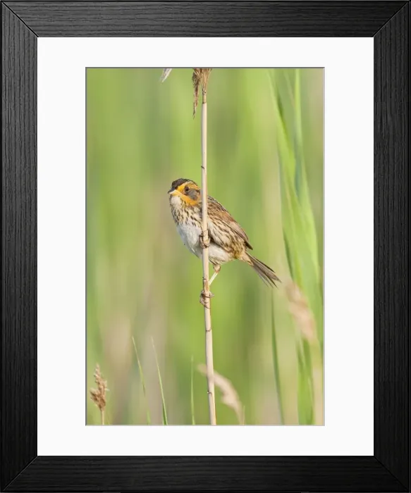 Framed Print : Saltmarsh Sparrow - June - CT - USA Framed Print : Saltmarsh Sparrow - June - CT - USA
