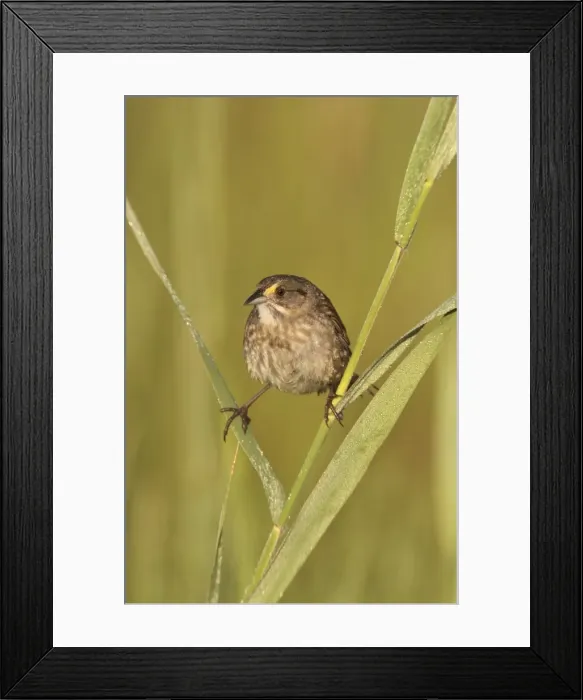 Framed Print : Seaside Sparrow - June - Connecticut - USA Framed Print : Seaside Sparrow - June - Connecticut - USA