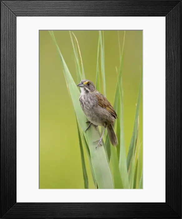 Framed Print : Seaside Sparrow - June - Connecticut - USA Framed Print : Seaside Sparrow - June - Connecticut - USA