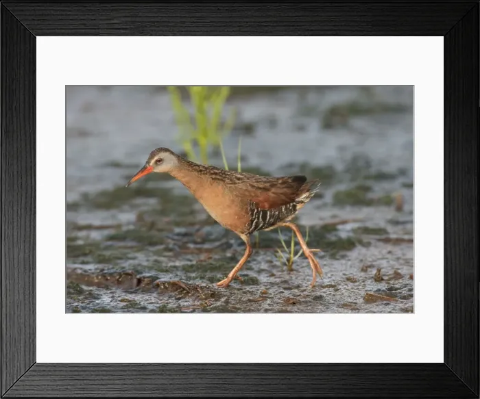 Framed Print : Virginia Rail - June - Connecticut - USA Framed Print : Virginia Rail - June - Connecticut - USA