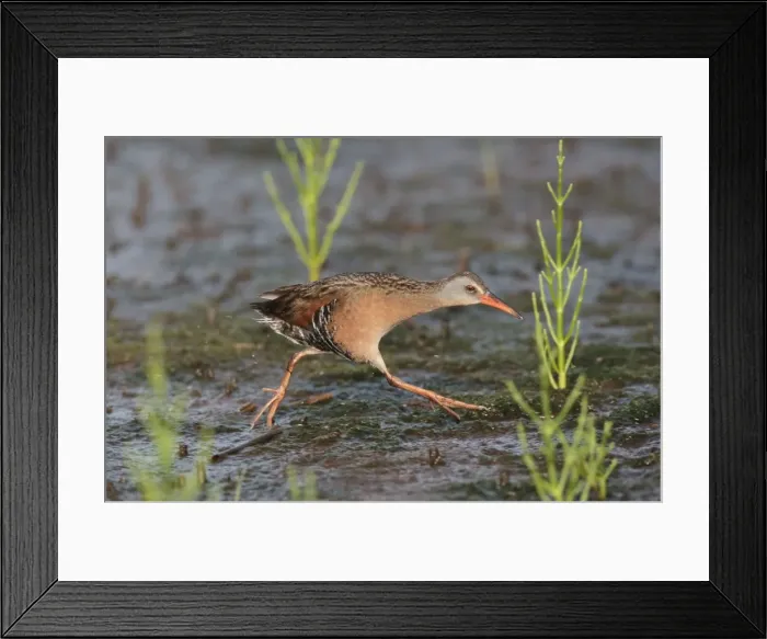 Framed Print : Virginia Rail - June - Connecticut - USA Framed Print : Virginia Rail - June - Connecticut - USA