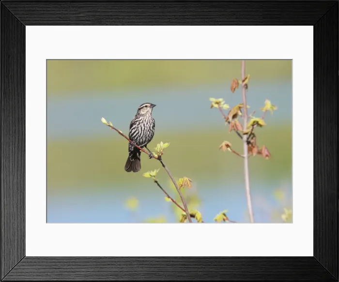 Framed Print : Red-winged Blackbird. CT in May. USA Framed Print : Red-winged Blackbird. CT in May. USA