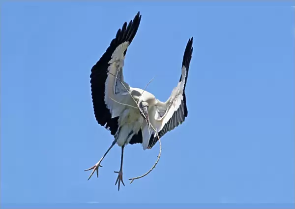 Wood Stork in flight with nest material. Nayarit Mexico in March