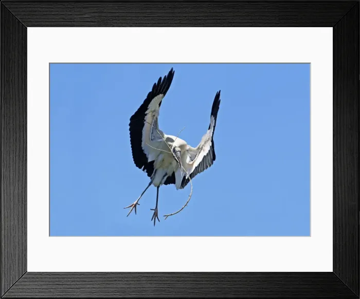 Framed Print : Wood Stork in flight with nest material. Nayarit Mexico in March Framed Print : Wood Stork in flight with nest material. Nayarit Mexico in March