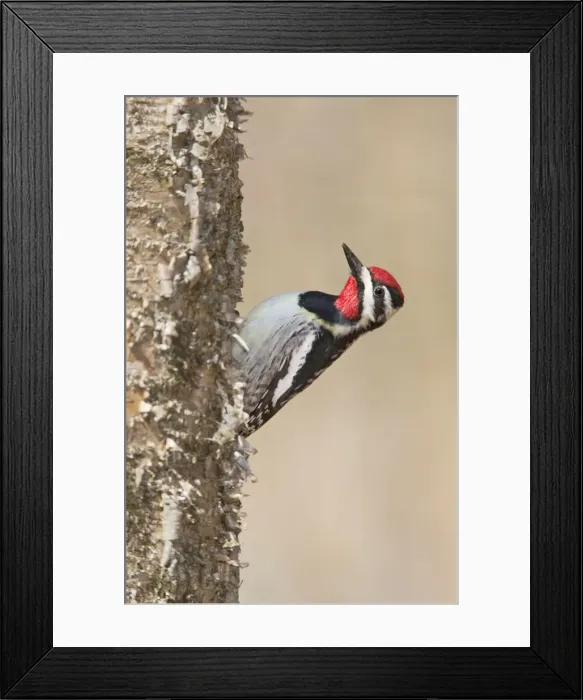 Framed Print : Yellow-bellied Sapsucker - April - CT - USA Framed Print : Yellow-bellied Sapsucker - April - CT - USA