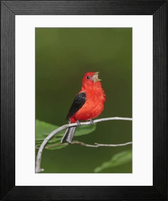 Framed Print : Scarlet Tanager - male singing - June - CT - USA Framed Print : Scarlet Tanager - male singing - June - CT - USA