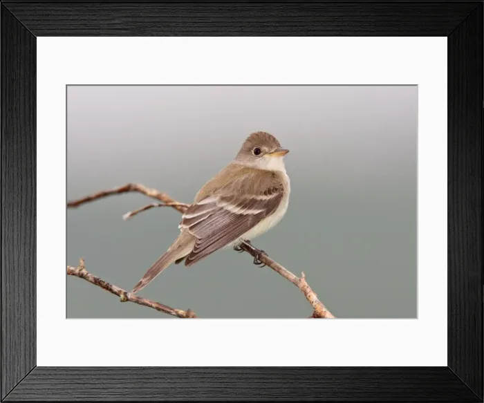 Framed Print : Willow Flycatcher - June - CT - USA Framed Print : Willow Flycatcher - June - CT - USA