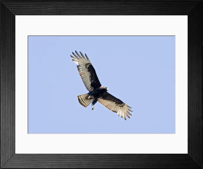 Framed Print : Zone-tailed Hawk in flight. Nayarit Mexico