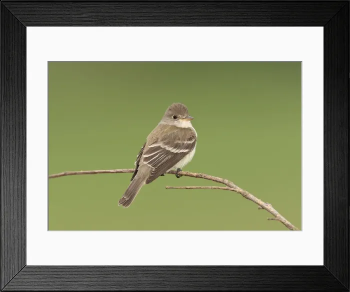 Framed Print : Willow Flycatcher - June - CT - USA Framed Print : Willow Flycatcher - June - CT - USA