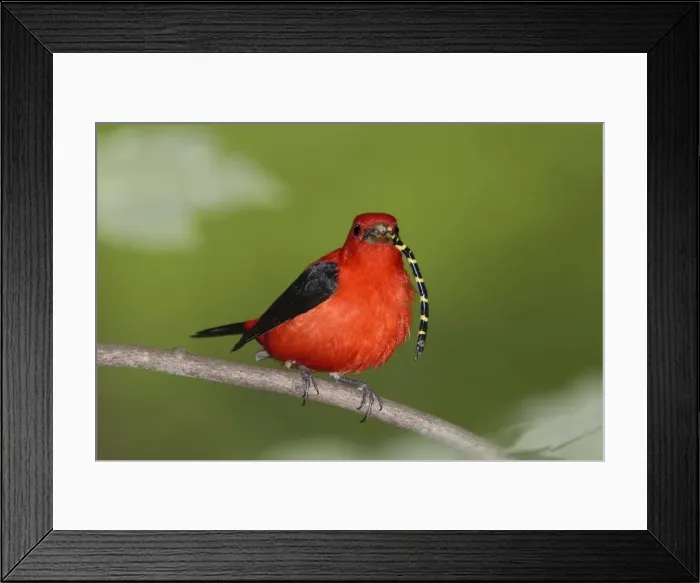 Framed Print : Scarlet Tanager - male with prey in beak (Tiger Spiketail Dragonfly) - June - CT - USA Framed Print : Scarlet Tanager - male with prey in beak (Tiger Spiketail Dragonfly) - June - CT - USA
