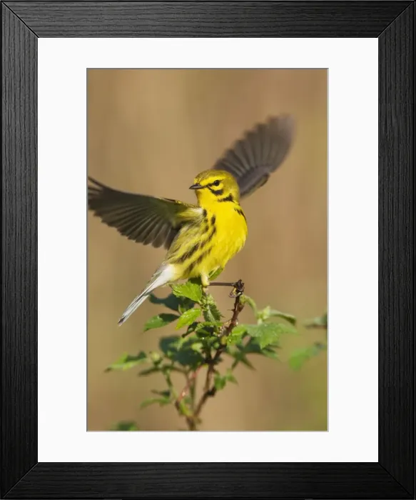 Framed Print : Prairie Warbler - with wings spread - May - CT - USA Framed Print : Prairie Warbler - with wings spread - May - CT - USA