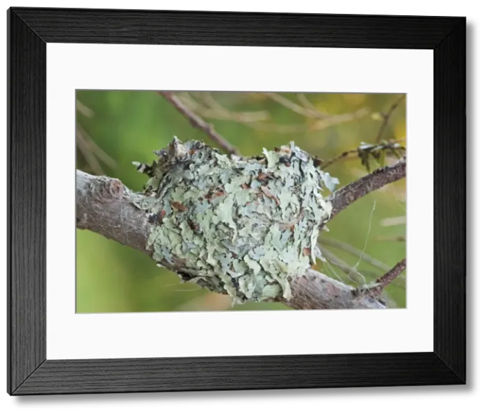 Framed Print : Bird Nest - Ruby-throated Hummingbird nest. Maine in July. USA Framed Print : Bird Nest - Ruby-throated Hummingbird nest. Maine in July. USA