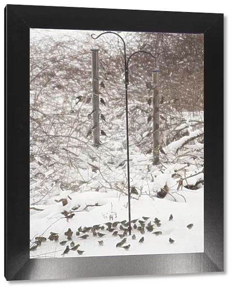 Pine Siskin - at feeder in winter snow - CT - USA