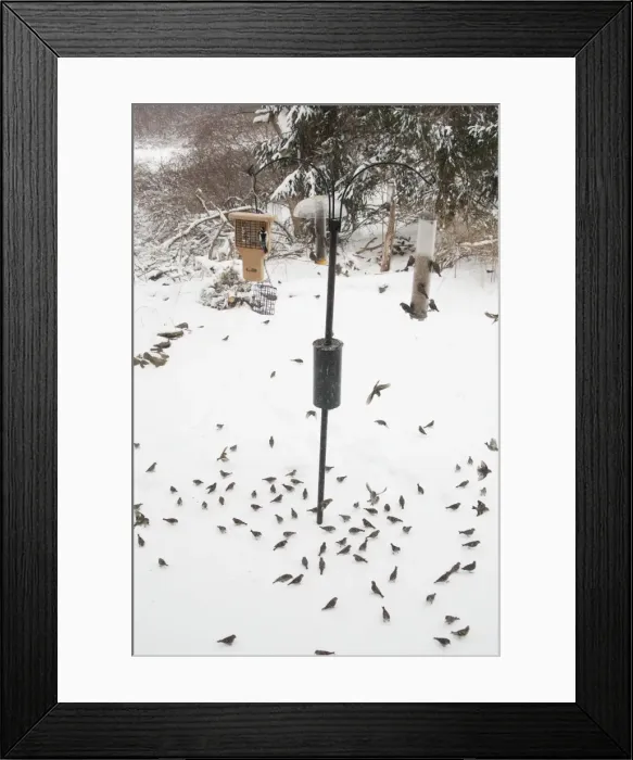 Framed Print : Pine Siskin - at feeder in winter snow - CT - USA Framed Print : Pine Siskin - at feeder in winter snow - CT - USA
