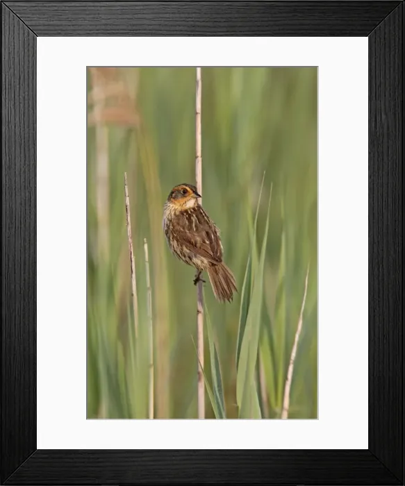 Framed Print : Saltmarsh Sparrow - June - CT - USA Framed Print : Saltmarsh Sparrow - June - CT - USA
