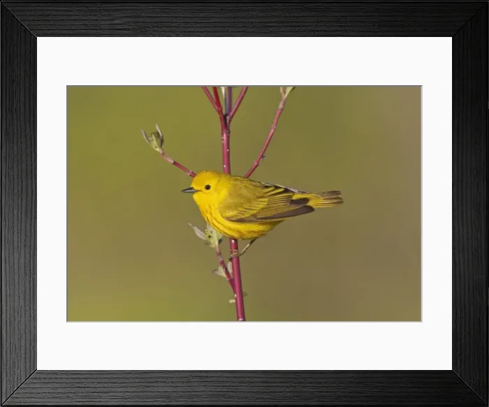 Framed Print : Yellow Warbler - male - Spring - CT - USA Framed Print : Yellow Warbler - male - Spring - CT - USA