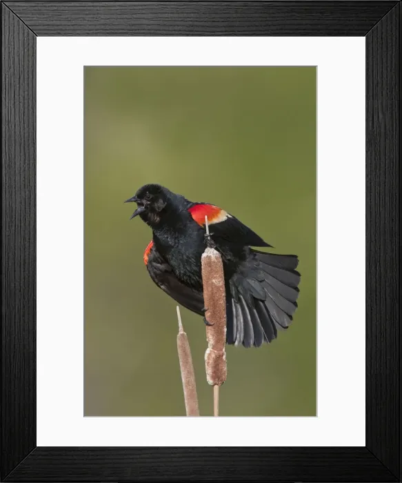 Framed Print : Red-winged Blackbird - male singing on territory in Spring. CT in May. USA Framed Print : Red-winged Blackbird - male singing on territory in Spring. CT in May. USA