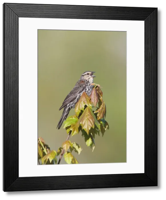 Framed Print : Red-winged Blackbird - singing - May - CT - USA Framed Print : Red-winged Blackbird - singing - May - CT - USA