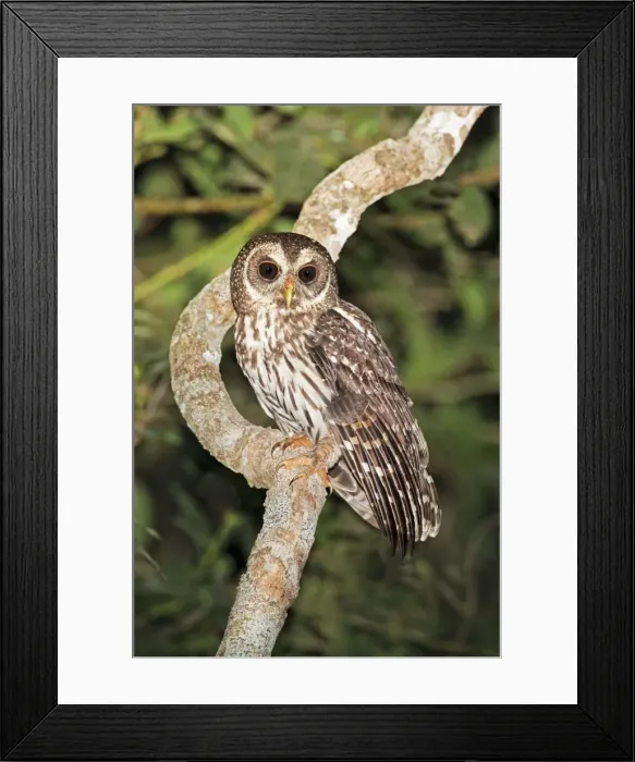 Framed Print : Mottled Owl. Nayarit, Mexico in March Framed Print : Mottled Owl. Nayarit, Mexico in March