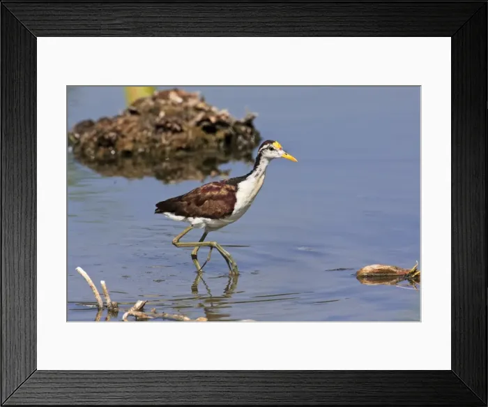Framed Print : Northern Jacana. San Blas Mexico in March Framed Print : Northern Jacana. San Blas Mexico in March
