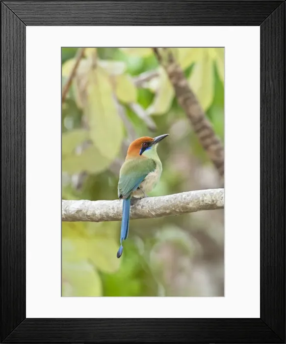 Framed Print : Russet-crowned Motmot. Nayarit Mexico in March Framed Print : Russet-crowned Motmot. Nayarit Mexico in March
