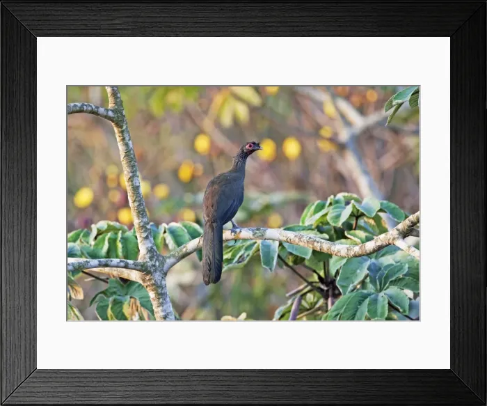 Framed Print : Rufous-bellied Chachalaca. Nayarit Mexico in March Framed Print : Rufous-bellied Chachalaca. Nayarit Mexico in March