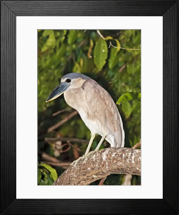 Framed Print : Boat-billed Heron. Immature. Nayarit Mexico in March Framed Print : Boat-billed Heron. Immature. Nayarit Mexico in March