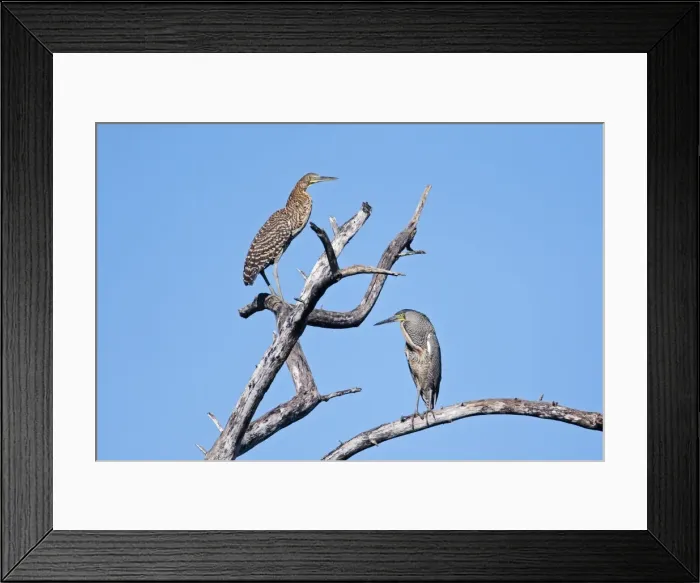 Framed Print : Bare-throated Tiger Heron. Adult on right and immature on left. San Blas, Mexico in March Framed Print : Bare-throated Tiger Heron. Adult on right and immature on left. San Blas, Mexico in March