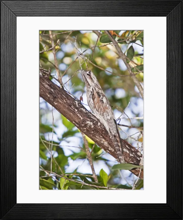 Framed Print : Northern Potoo. A nocturnal bird belonging to the potoo family. San Blas Mexico in March Framed Print : Northern Potoo. A nocturnal bird belonging to the potoo family. San Blas Mexico in March
