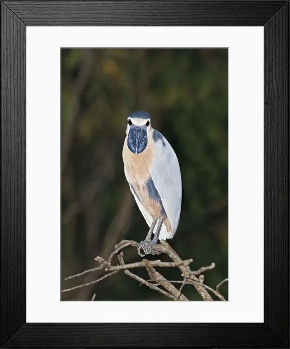 Framed Print : Boat-billed Heron. Adult. Nayarit Mexico in March